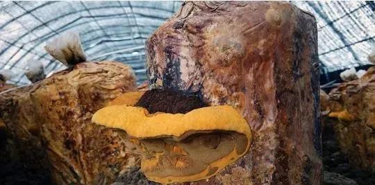 桑黄适合什么地方种植？最佳种植环境是什么？