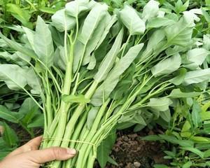 空心菜还有哪些别名？空心菜的营养价值是什么？