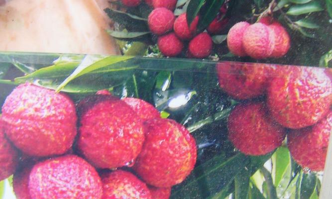 荔枝属于热带作物吗？热带和亚热带作物的区别是什么？