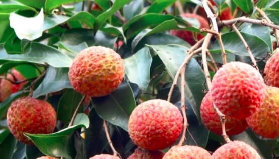 荔枝属于热带作物吗？热带和亚热带作物的区别是什么？