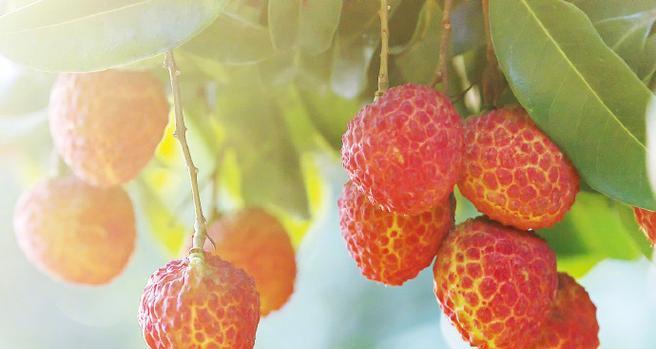 荔枝属于热带作物吗？热带和亚热带作物的区别是什么？