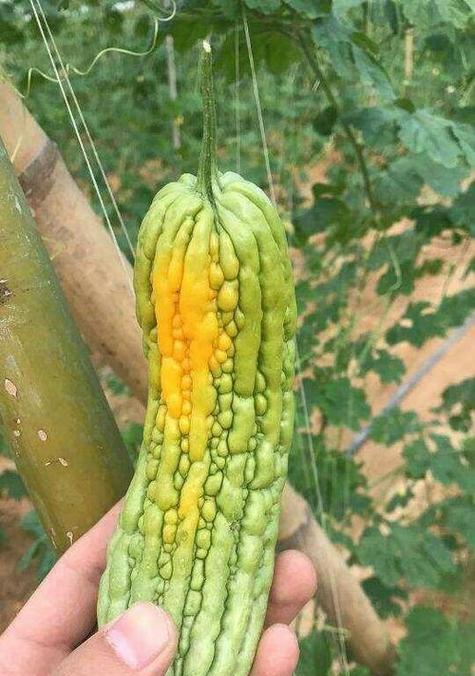 苦瓜怎么洗才干净？彻底清洗苦瓜的步骤是什么？