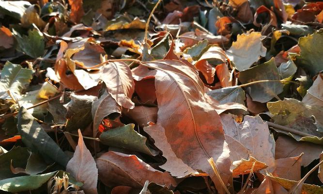 秋天落叶的树有哪些？如何识别常见的落叶树种？
