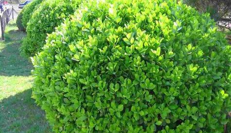 秋天落叶的树有哪些？如何识别常见的落叶树种？