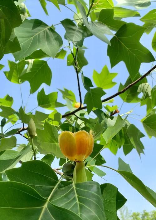 秋天落叶的树有哪些？如何识别常见的落叶树种？