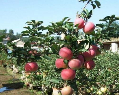 苹果树南方可以种吗？种植条件和注意事项是什么？