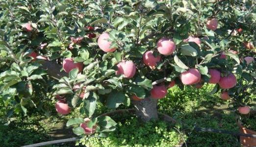 苹果树南方可以种吗？种植条件和注意事项是什么？