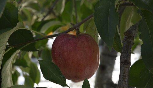 苹果树南方可以种吗？种植条件和注意事项是什么？