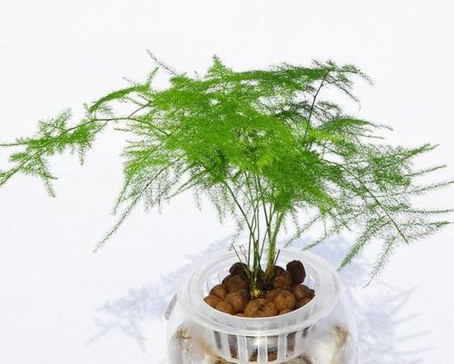 文竹用什么土栽培最好？如何选择适合文竹的土壤？