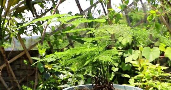 文竹用什么土栽培最好？如何选择适合文竹的土壤？