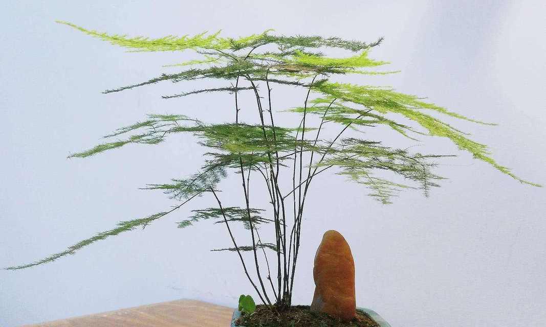 文竹用什么土栽培最好？如何选择适合文竹的土壤？