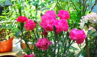 康乃馨盆栽怎么养？养殖方法有哪些常见问题？