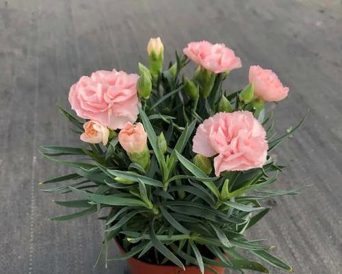 康乃馨盆栽怎么养？养殖方法有哪些常见问题？