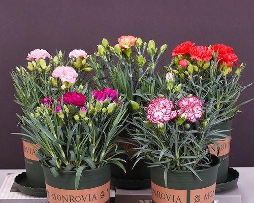 康乃馨盆栽怎么养？养殖方法有哪些常见问题？