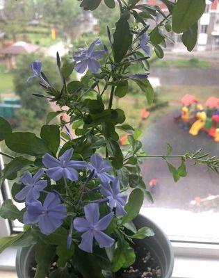 蓝雪花室内养护可行吗？如何创造适宜环境？