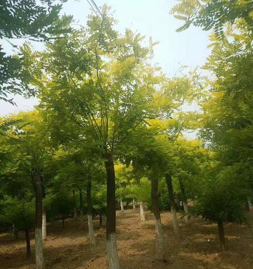 黄金槐开花吗？黄金槐的开花时间是什么时候？