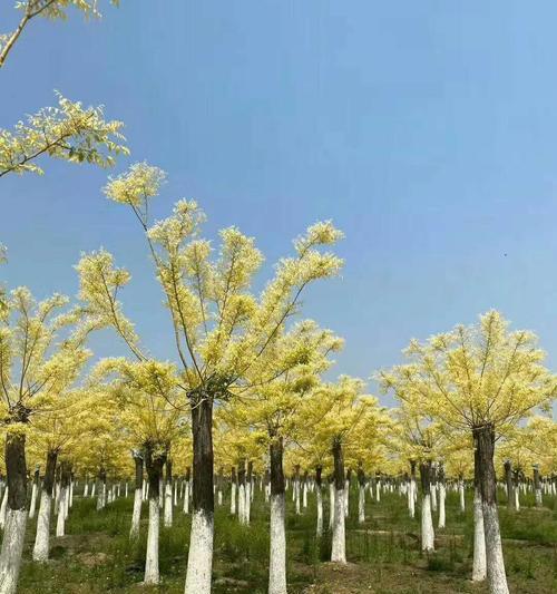 黄金槐开花吗？黄金槐的开花时间是什么时候？