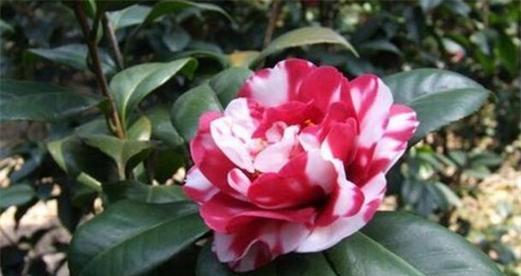 茶花是否耐晒？如何正确养护避免阳光伤害？