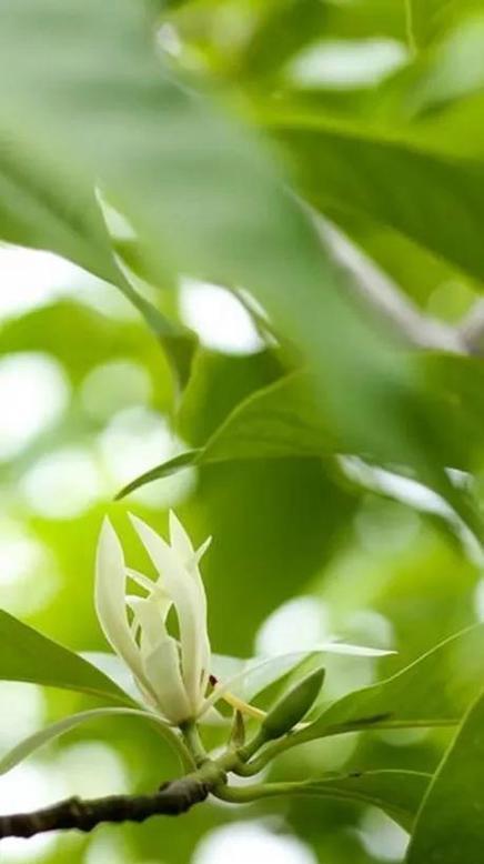 代表纯洁的爱的花是什么？如何用它表达爱意？