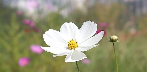 代表纯洁的爱的花是什么？如何用它表达爱意？