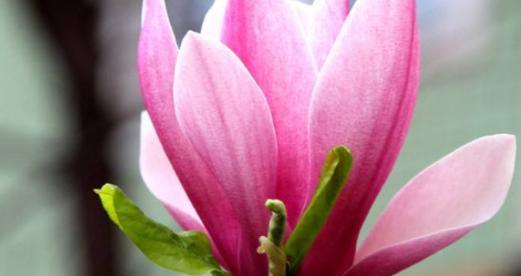 代表纯洁的爱的花是什么？如何用它表达爱意？