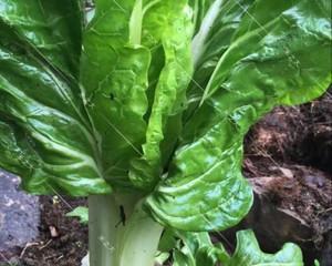 牛皮菜最佳种植时间是什么时候？几月份种植最合适？