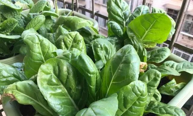 牛皮菜最佳种植时间是什么时候？几月份种植最合适？