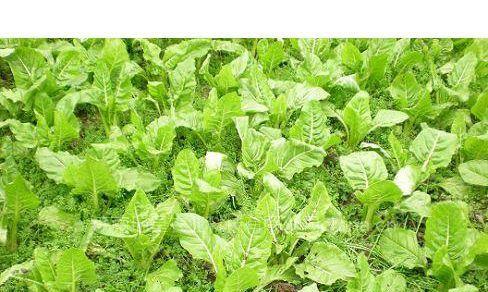 牛皮菜最佳种植时间是什么时候？几月份种植最合适？