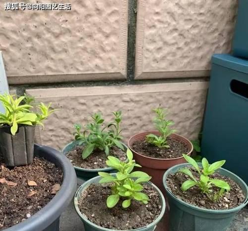 矮牵牛修剪方法是什么？如何正确修剪矮牵牛？