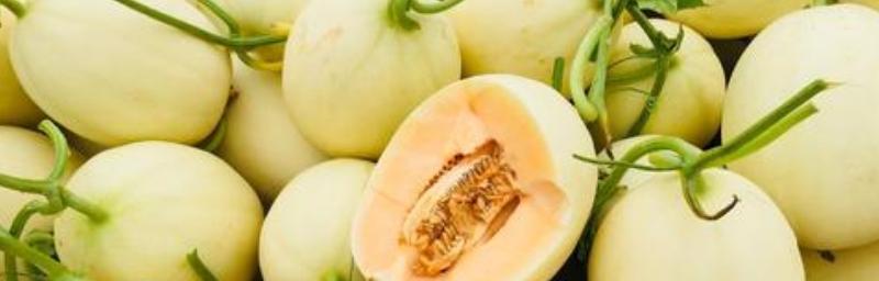 白瓜挑选技巧有哪些？如何辨别白瓜的新鲜度和口感？