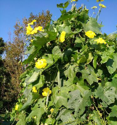 丝瓜播种的最佳时间是什么时候？如何确保高产？