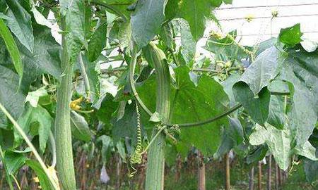 丝瓜播种的最佳时间是什么时候？如何确保高产？