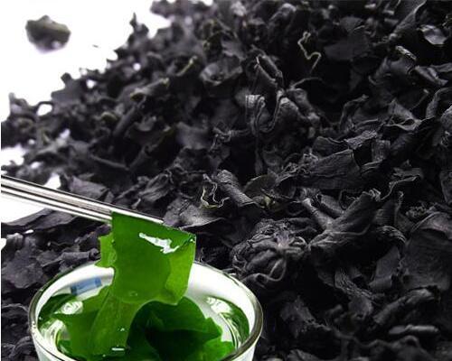 裙带菜属于藻类植物吗？它的分类和特性是什么？