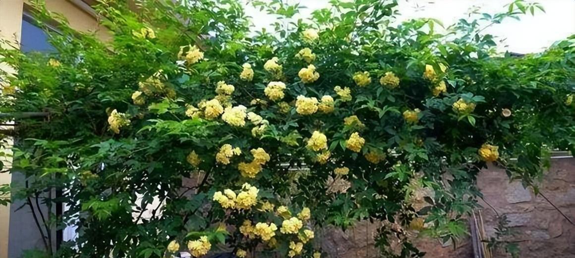 黄木香有香味吗？如何辨别黄木香的香气？