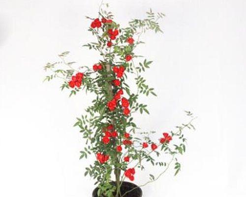 黄木香有香味吗？如何辨别黄木香的香气？