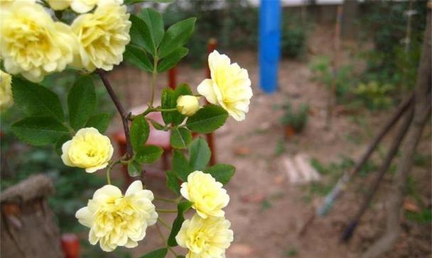 黄木香有香味吗？如何辨别黄木香的香气？