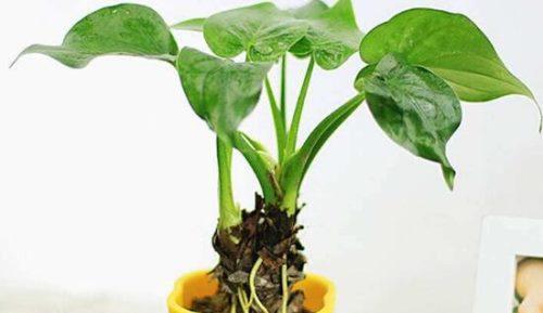 滴水观音怎么养长得快？掌握这些技巧轻松爆盆！