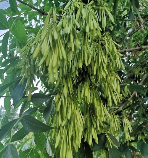白蜡树的作用是什么？如何利用白蜡树的特性？