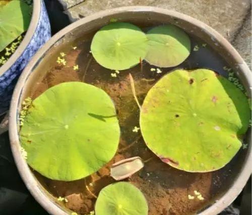 菜莲开花少怎么办？如何正确养护以促进开花？