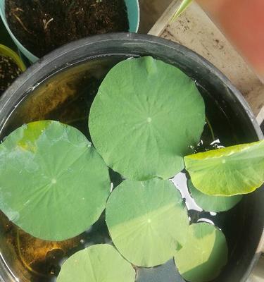 菜莲开花少怎么办？如何正确养护以促进开花？