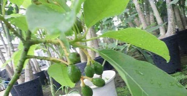 牛油果冷冻保存的正确方法是什么？冷冻后会影响口感吗？