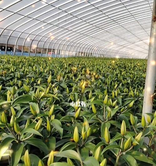 鲜百合上市时间是几月？收获季节如何确定？