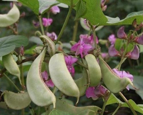 眉豆最佳种植时间是什么时候？如何确保高产？