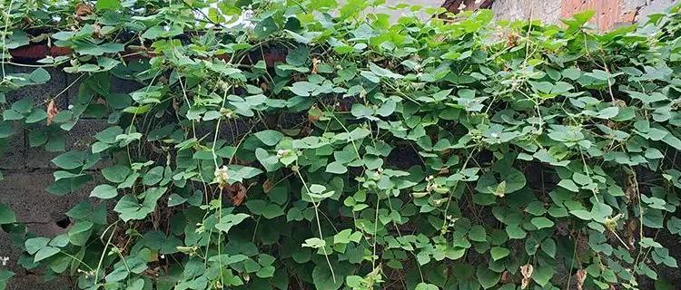 眉豆最佳种植时间是什么时候？如何确保高产？