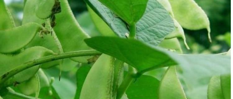 眉豆最佳种植时间是什么时候？如何确保高产？