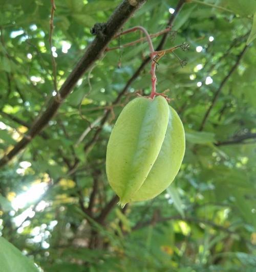 杨桃什么时候成熟？如何挑选新鲜杨桃？