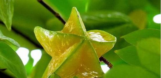 杨桃什么时候成熟？如何挑选新鲜杨桃？