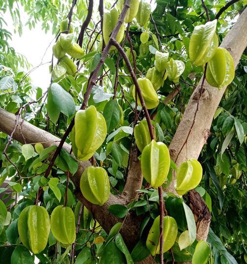 杨桃什么时候成熟？如何挑选新鲜杨桃？