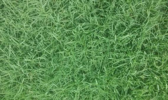 地坪草种子种植的最佳时机是什么时候？如何确保种植成功？