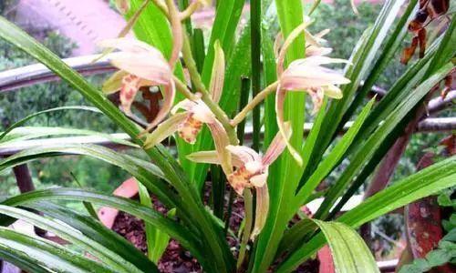 兰花怎么养才能更旺盛？掌握这些技巧让你的兰花茁壮成长！